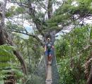 Alison on the bridge to the kauri tree canopy in Glenfern Sanctuary, Aotea